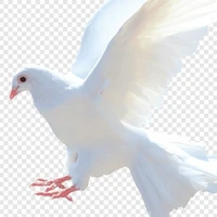 Seirel (tenshi)