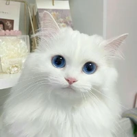 Mèo [Sea]