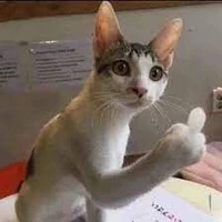 Meo meo hoang dã :)