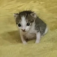 Nhân vật tổng hợp