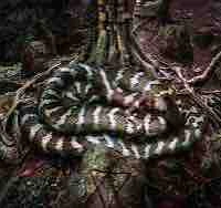 Xà thần của thư viện