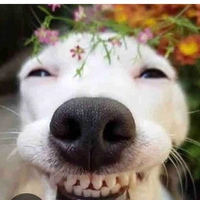 Tác giả thân thiện