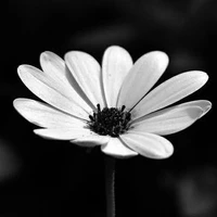 All trừ những người cần trừ