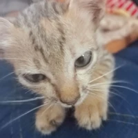 con đũy tác giả siu điên khùng