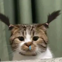 my name is tác giả