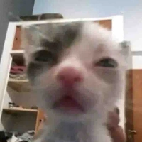 Y/n