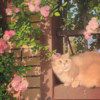 ponponpinpin( tác giả )