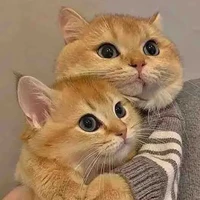 Tác Giả siuuu thích drama