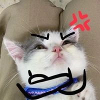Kittyy(tác giả)