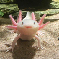 [Axolotl] Ngáo đá