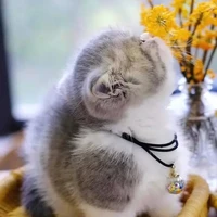Ba anh em nhà cậu:)))