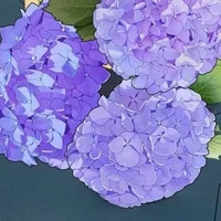 2 đứa em của Nam