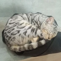 tg