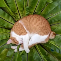 Hoa Nhi