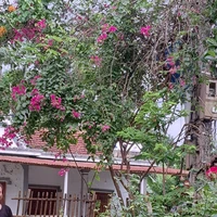 ？？？Tác giả