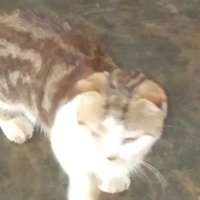 tác giả xàm
