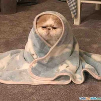 Tác giả nèee