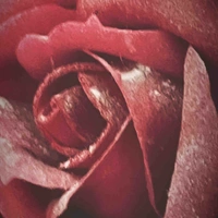 Tác giả khùng 🤪