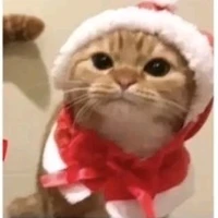 Tác giả cuti✨