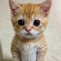 mèo
