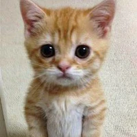 mèo