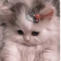Chuchu / tác giả