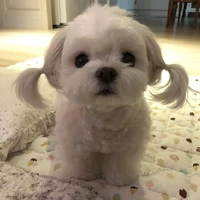cà lem vị si cu la💔