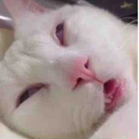 Cô bé tác giả ngốk ngếk