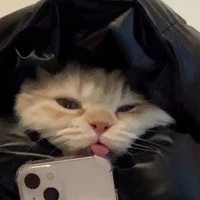 các cậu