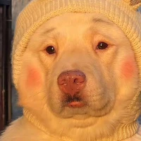 chó