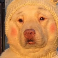 chó