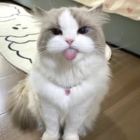 Qiqi