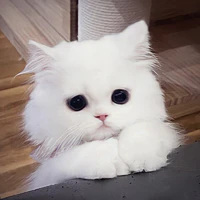 Luna (mèo)
