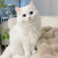 Tsuki
