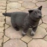 anh lươn lẹo( cat)