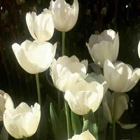 người chưa biết tên