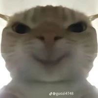 An An thích mèo