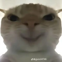 An An thích mèo