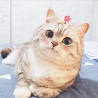 meo