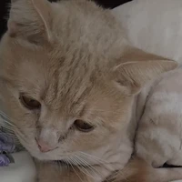 Téc giẻ cư tê pho mai que quìn lực😼