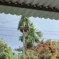 cả lớp_11a1