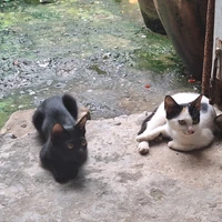 Mẽo xấu nhứt nhè /tg/