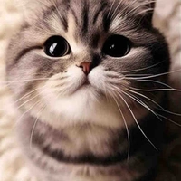 Tác giả đayyyy