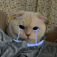 Mèo Teen