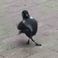 Mít