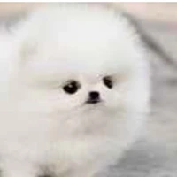 quýt