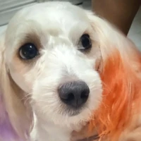 con tác giả xàm