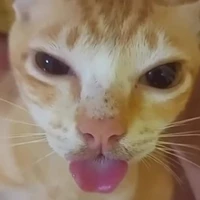 ChobiChobo