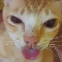 ChobiChobo
