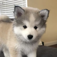 Lulu